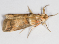 Acrobasis tumidana